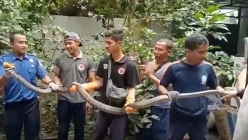 Warga Pandeglang Panik, Ular King Kobra Sepanjang 4 Meter Masuk di Gudang Rumah