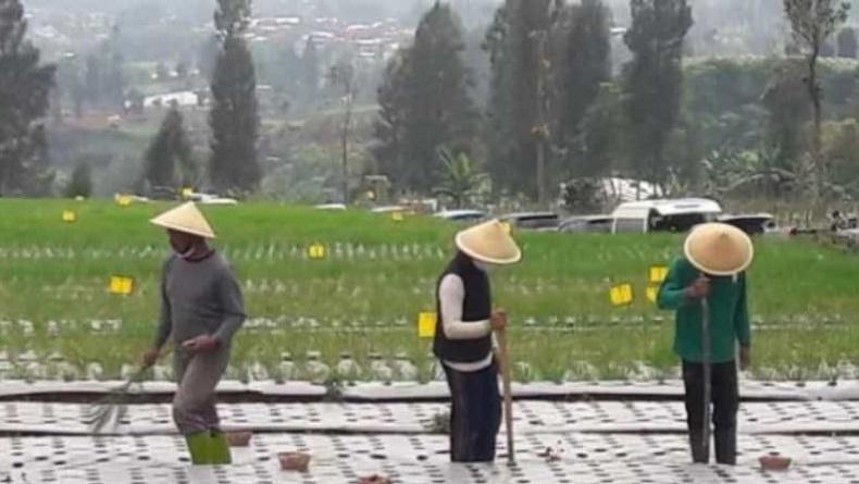 Program Food Estate di Temanggung Libatkan Petani Berpengalaman