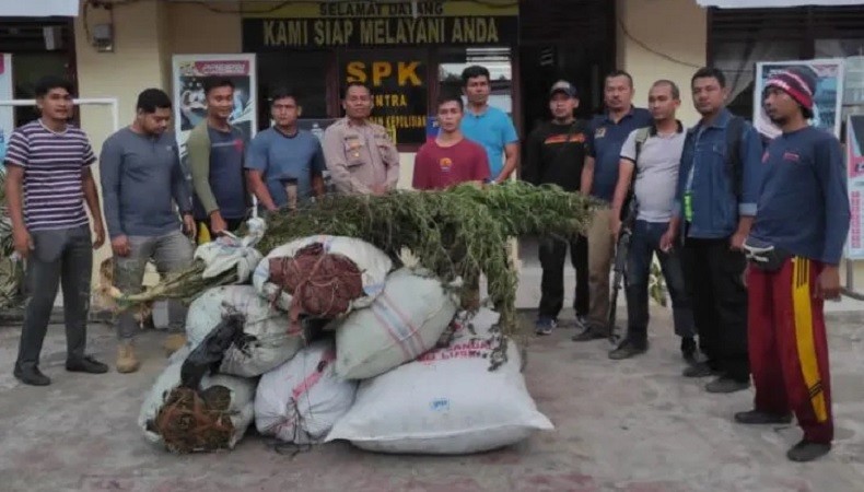 Polisi Temukan Ladang Ganja 1 Hektare di Gayo Lues, Satu Tersangka Diamankan