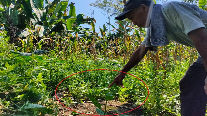 Ssst! Dulu Ada Kebun Kokain Seluas 200 Hektare di Citembong Cipeundeuy KBB, Ini Buktinya