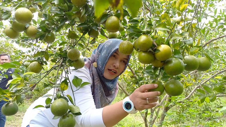 Asyiknya Mengunjungi Objek Wisata Petik Jeruk di Blora, Bisa Mencicipi Sepuasnya