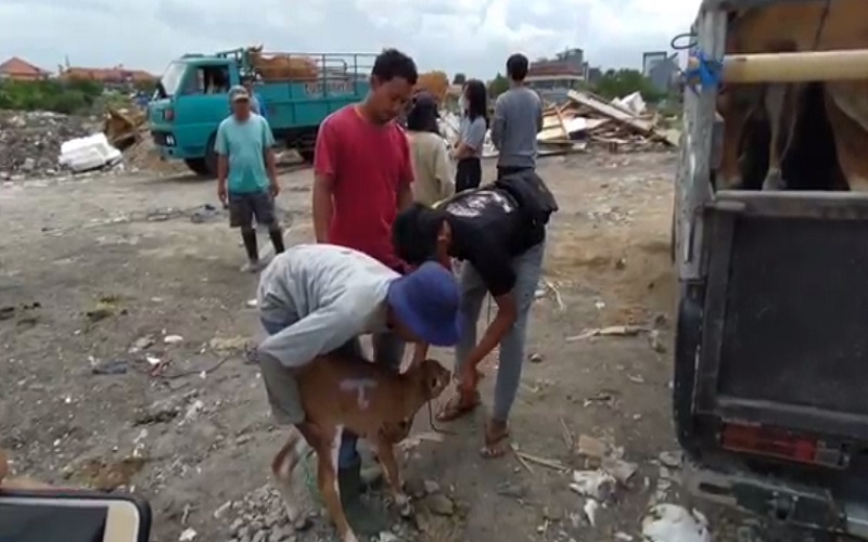 Pilu, Para Peternak Antarkan Sapinya Dipotong karena PMK, Ada yang Usia 2 Hari