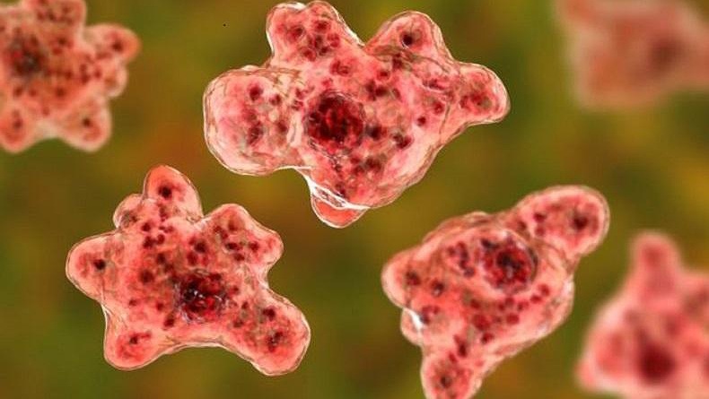 Ngeri, Pria Ini Tewas Terinfekai Amuba Pemakan Otak usai Renang di Danau