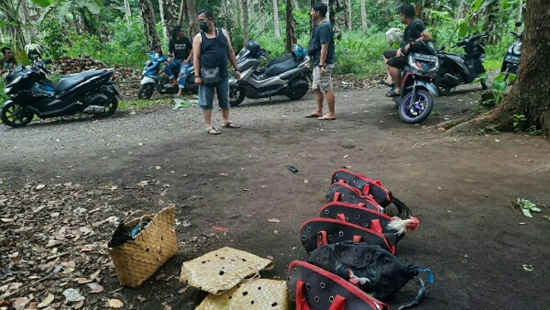 Polres Bitung Gerebek Lokasi Judi Sabung Ayam, para Pelaku Kabur