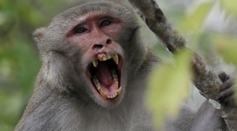 Monyet Liar Masuk ke Rumah di Lohbener Indramayu, Penghuni Panik