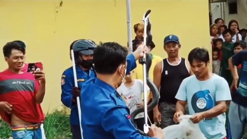 Heboh, Ular Kobra 2 Meter Sembunyi di Halaman Rumah Warga Citemu Cirebon