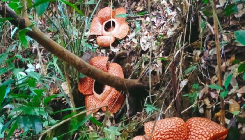 Mekar Sempurna, Ini Penampakan Bunga Raflesia Arnoldi di Kaur Bengkulu