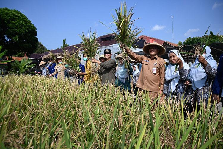 Panen Padi Hitam ‘Jeliteng’ Bupati Kebumen: Cocok Dikembangkan dan Produksinya Tinggi 