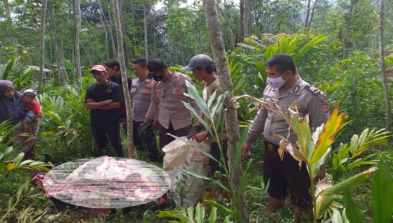 Pencuri Misterius Gasak 3 Kerbau di Singajaya Garut, 1 Ekor Ditemukan Mati Disembelih