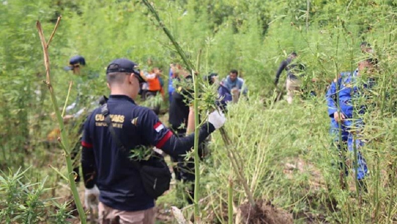 Polda Aceh Musnahkan 5,3 Hektare Ladang Ganja Usia Siap Panen di Pegunungan Lamteuba