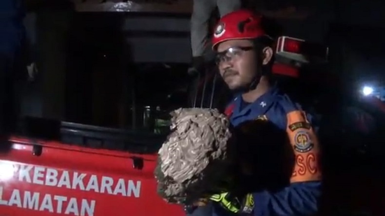Tawon Vespa Teror Warga Nagri Tengah Purwakarta, Petugas Damkar Bertindak