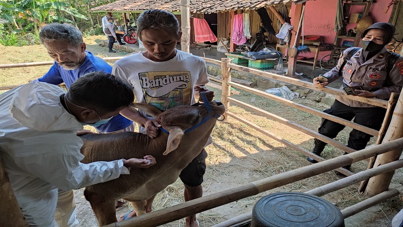 Satgas Penanganan PMK Polres Sukoharjo Gencarkan Vaksinasi ke Sapi dan Kambing