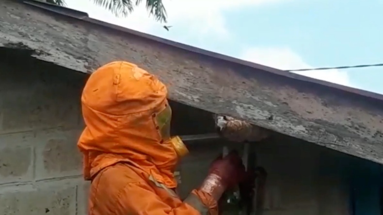 Serang Penghuni Rumah, Tawon Vespa di Tarakan Dievakuasi Petugas Damkar