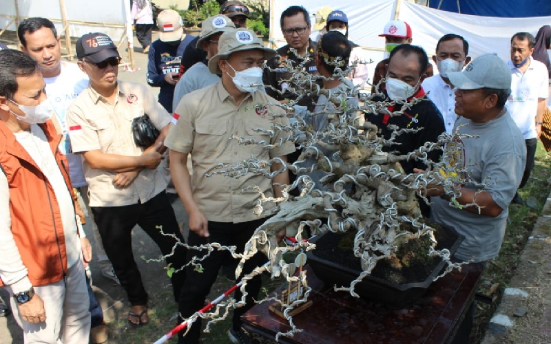 237 Pohon Kerdil Ikut Festival Bonsai dan Exhibition Bumi Wiralodra Indramayu 2022