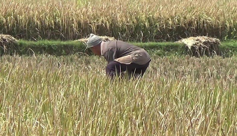 Wereng Terjang Persawahan saat Harga Gabah Anjlok, Petani Purwakarta Menjerit