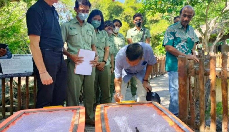 Anak Komodo Lahir di Bali Safari Park Diberi Nama Putu Mandara dan Made Mandari