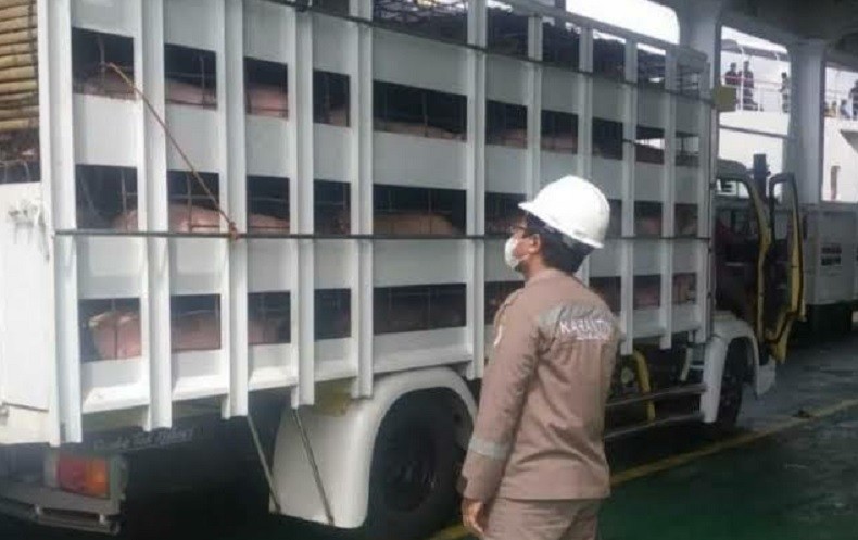 title Lihat Truk Mencurigakan, Anggota TNI Gagalkan Pengiriman Babi dari Bali ke Jakarta-Bandung Lihat Truk Mencurigakan, Anggota TNI Gagalkan Pengiriman Babi dari Bali ke Jakarta-Bandung