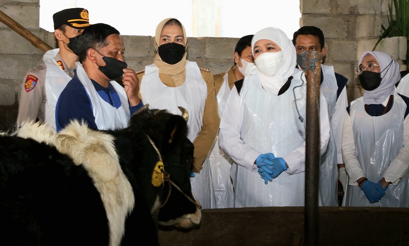 Percepat Vaksinasi PMK, Pemprov Jatim Terjunkan 2.450 Tenaga Kesehatan Hewan 