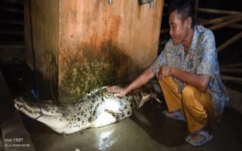 title Waspada, Teror Buaya Mengancam Warga Petar Dalam Muara Enim Waspada, Teror Buaya Mengancam Warga Petar Dalam Muara Enim
