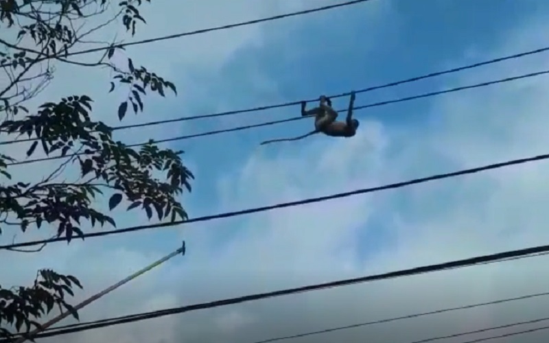 Dramatis Evakuasi Bekantan Tersengat Listrik, sempat Jatuh lalu Naik ke Pohon Lagi