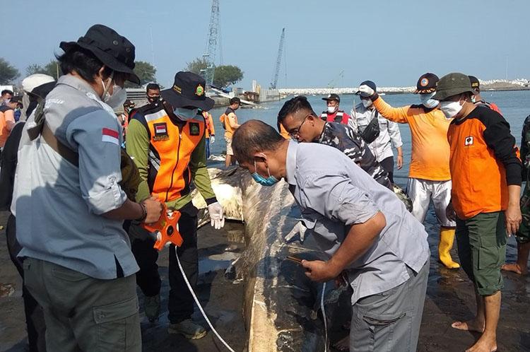 title Ada Luka, Hiu Tutul yang Mati Terdampar di Pantai Congot Diduga Akibat Perburuan Ada Luka, Hiu Tutul yang Mati Terdampar di Pantai Congot Diduga Akibat Perburuan
