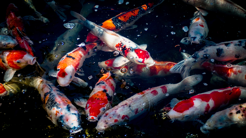 Inilah Perbedaan Ikan Koi Kohaku, Sanke, dan Showa, Mulai dari Corak hingga Harga 