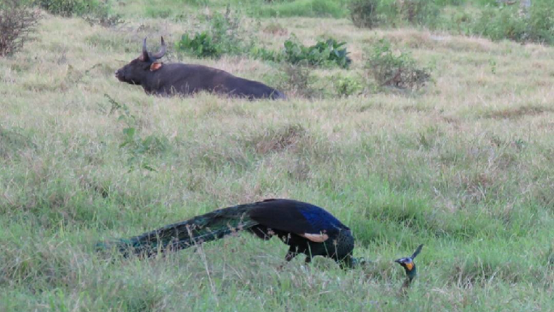 4 Fenomena Langka di Taman Nasional Alas Purwo, Jarang Ditemui di Tempat Lain