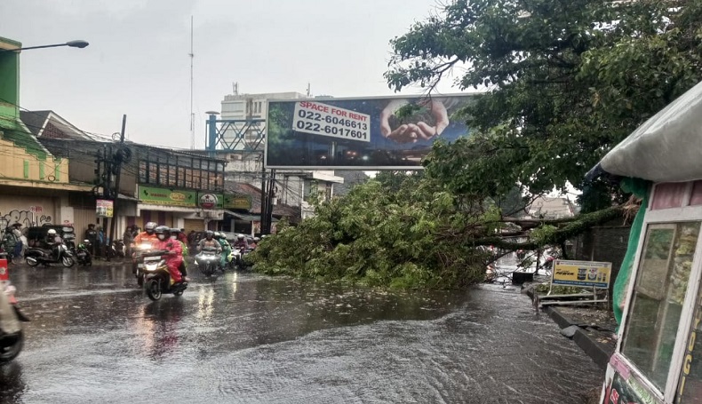 Hujan Deras Disertai Angin Kencang Terjang Kota Bandung, Pohon Bertumbangan 