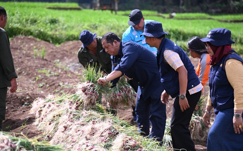 Hadiri Panen Bawang Merah, Wali Kota Padang Sidempuan: Siap Jadi Sentra Komoditas