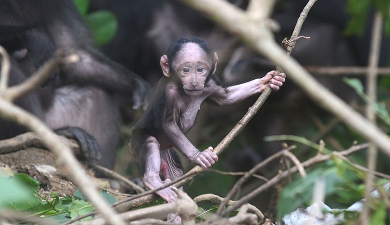 Populasi Kera Hitam Sulawesi di Cagar Alam Pangi Binangga Meningkat - Bagian 3