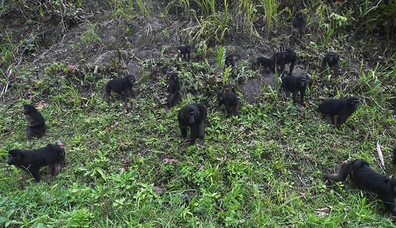 Populasi Kera Hitam Sulawesi di Cagar Alam Pangi Binangga Meningkat - Bagian 2