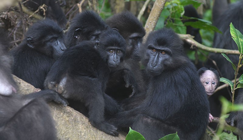 Populasi Kera Hitam Sulawesi di Cagar Alam Pangi Binangga Meningkat - Bagian 1