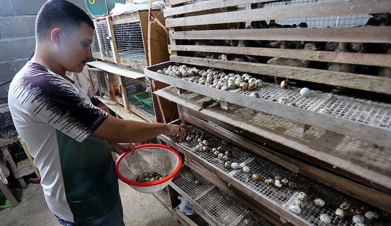 Budi Daya Burung Puyuh, Sehari Produksi 750 - 950 Telur - Bagian 3