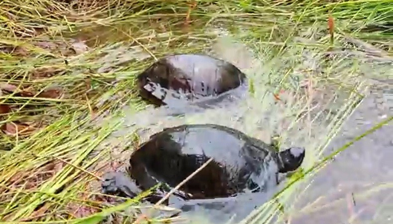 Melihat Pelepasliaran Kura-Kura Endemik Bangka Belitung ke Aliran Sungai