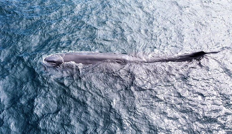 Paus Sperma Panjang 10 Meter Terdampar di Pantai Warudoyong Banyuwangi - Bagian 3