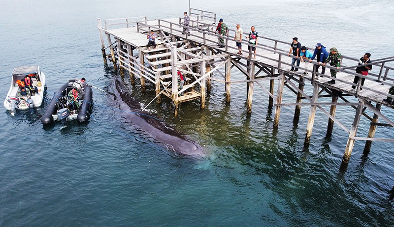 Paus Sperma Panjang 10 Meter Terdampar di Pantai Warudoyong Banyuwangi - Bagian 2