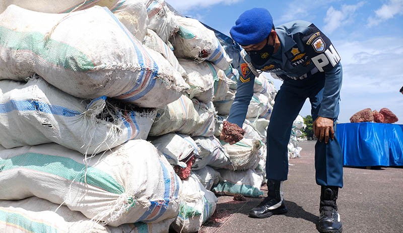 Penampakan Terumbu Karang Merah Senilai Rp2,5 M Hasil Selundupan Diamankan TNI AL - Bagian 4