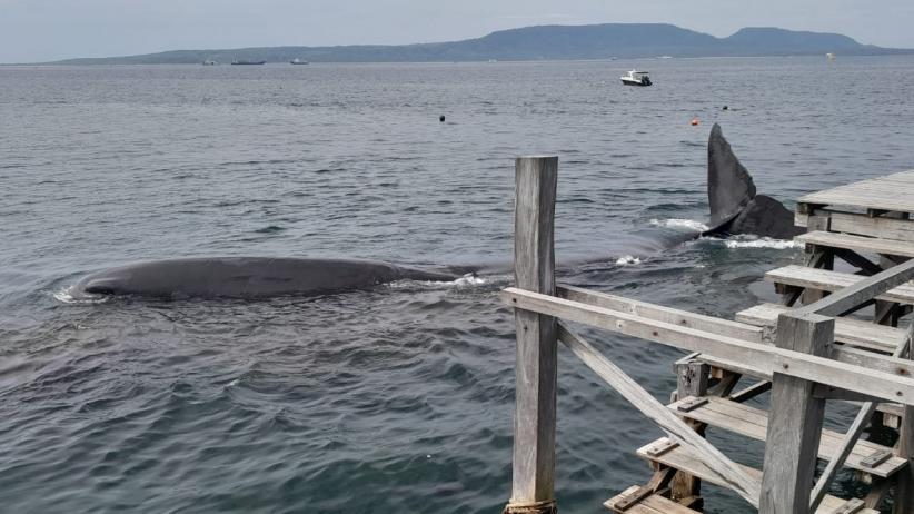 Penampakan Paus Bungkuk Raksasa Terdampar di Banyuwangi