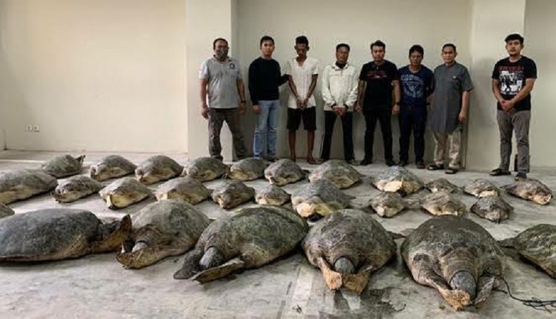 Polda Bali Kembali Gagalkan Penyelundupan 30 Penyu Hijau