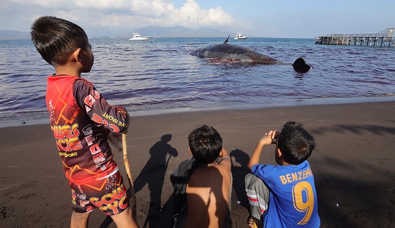 Bangkai Paus Sperma Bikin Pantai Warudoyong Penuh Darah dan Berbau Busuk - Bagian 4