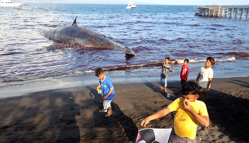 Bangkai Paus Sperma Bikin Pantai Warudoyong Penuh Darah dan Berbau Busuk - Bagian 3