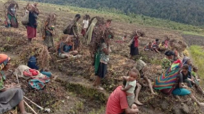 Fenomena Embun Beku Picu Kekeringan dan Kelaparan di Lanny Jaya Papua, 4 Orang Tewas