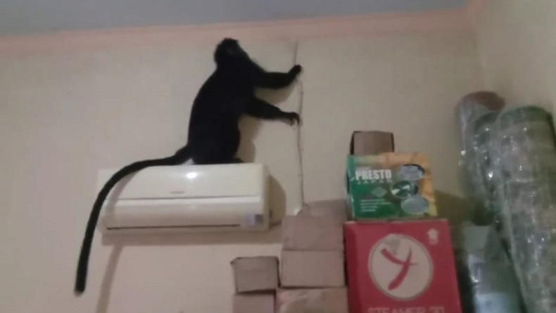 Lutung Ekor Panjang Nyelonong Masuk Rumah Warga di Setu Kulon Cirebon