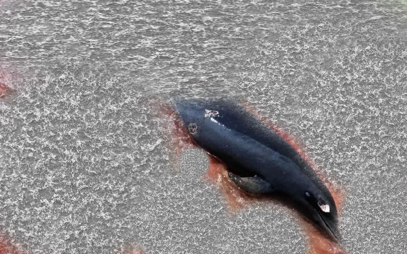 Lumba-Lumba Ditemukan Mati di Perairan Gili Air, Badan Berlubang Diduga Kena Tombak