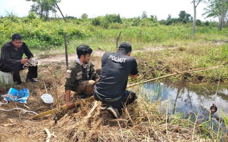 Buaya Muncul di Sungai Biding Kotim, BKSDA: Lebih dari 1 Ekor