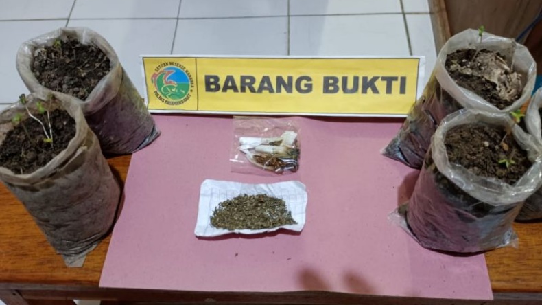 Pria di Pasaman Barat Tanam Ganja di Rumah, Terungkap Berkat Kasus Curanmor