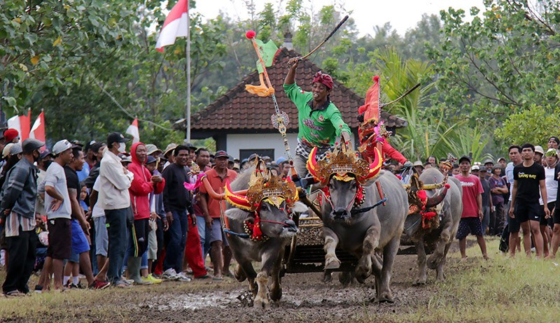 Tradisi Makepung, Balapan Kerbau Khas Jembrana Bangkitkan Pariwisata Bali - Bagian 3