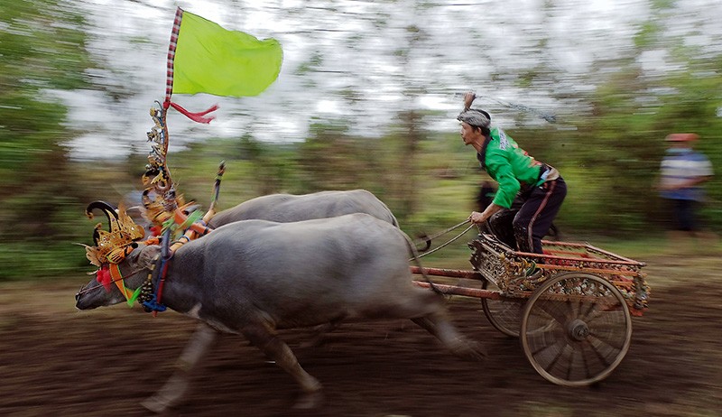 Tradisi Makepung, Balapan Kerbau Khas Jembrana Bangkitkan Pariwisata Bali - Bagian 2