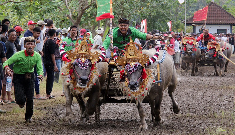 Tradisi Makepung, Balapan Kerbau Khas Jembrana Bangkitkan Pariwisata Bali - Bagian 1