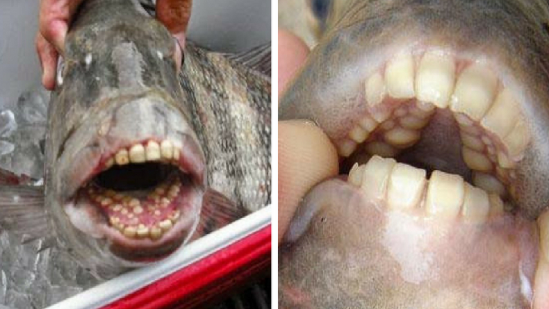Mengenal Sheepshead, Jenis Ikan yang Mempunyai Gigi Seperti Manusia: Dijuluki Ikan Narapidana